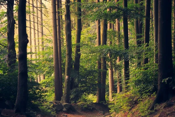 Ryhaven Skanderborg disc golf bane