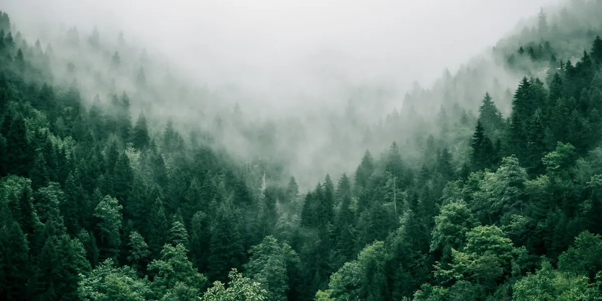 Disc golf bane med birketræer